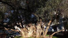 Επιτροπή Περιβάλλοντος Βουλής: Προστασία των υπεραιωνόβιων δέντρων ηλικίας 1.000 ετών