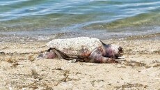 Χαλκιδική: Νεκρή χελώνα καρέτα-καρέτα εντοπίστηκε σε παραλία