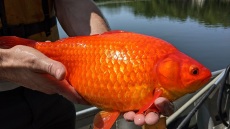 ΗΠΑ: «Μην πετάτε τα χρυσόψαρά σας σε λίμνες» ζητά πόλη της Μινεσότα