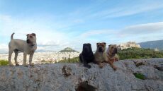 Σκύλος Σαρ Πέι: Γεννημένος κυνηγός και υπερήφανος φύλακας