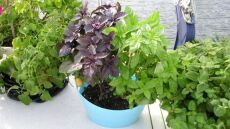 Το μυστικό για να ξεφορτωθείς μια για πάντα τα κουνούπια από το σπίτι