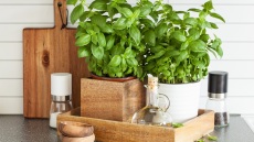 Ό,τι πρέπει να γνωρίζουμε για τον βασιλικό στη γλάστρα