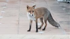 Καβάλα: Αλεπουδίτσα βγήκε για... φαγητό στο κέντρο της πόλης - Δείτε το βίντεο