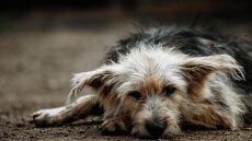 Πώς να προσεγγίσετε έναν σκύλο που επιβίωσε από την πυρκαγιά