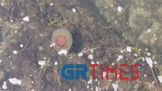 Θεσσαλονίκη: Γιγάντιες μέδουσες σαν... αυγά μάτια στον Θερμαϊκό - Δείτε βίντεο και φωτογραφίες