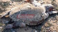 Νεκρή χελώνα σε παραλία της Δυτικής Αχαΐας - Δείτε φωτογραφίες