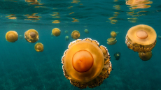 Τσίμπημα από τσούχτρα ή μέδουσα: Άμεση ανακούφιση σε τρία απλά βήματα