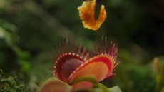 Γιατί έδωσαν vegan κοτομπουκιές σε σαρκοβόρα φυτά;