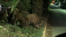 Αγριογούρουνα στην Εκάλη: «Τα αιχμαλωτίζουμε και τα στέλνουμε στην Πάρνηθα», λέει ο Αμυράς