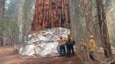 Καλιφόρνια: Τυλίγουν με κουβέρτα πυρόσβεσης το μεγαλύτερο δέντρο του κόσμου - Δείτε βίντεο και φωτογραφίες