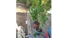 Κορινθία: Τρύγησε μισό κιλό κάνναβης από 22 χασισόδεντρα ύψους 2,20 μέτρων!