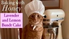 Honey: Η γάτα με τους 60K followers, που φτιάχνει κέικ και κρουασάν!