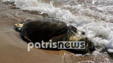 Ηλεία: Νεκρή βρέθηκε μια χελώνα Caretta - Caretta στον Άγιο Ηλία