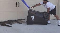 Απίστευτος τύπος στη Φλόριντα αιχμαλώτισε αλιγάτορα μέσα σε έναν... κάδο σκουπιδιών - Δείτε το viral βίντεο