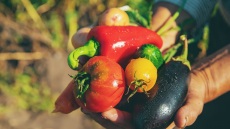 Φρούτο ή λαχανικό; Ιδού η απορία