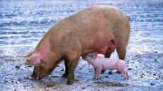 Η Βρετανία σε κρίση: Φόβοι για μαζική θανάτωση χοίρων εξαιτίας έλλειψης εκδοροσφαγέων