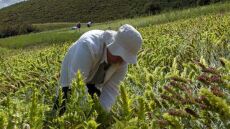 Δοκιμάσαμε τσάι του βουνού που καλλιεργούν γυναίκες στον Όλυμπο