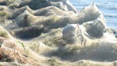 Πώς εξηγείται το φαινόμενο με τους ιστούς αραχνών που «σκέπασαν» το Αιτωλικό