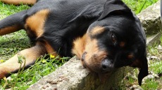 Νάρκωσαν με σπρέι το ροτβάιλερ και άδειασαν το σπίτι!