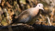 Εντοπίστηκε στη Λέσβο νέο αναπαραγόμενο είδος πουλιού