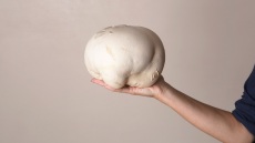 Το μανιτάρι γίγας είναι το τελευταίο trend του TikTok