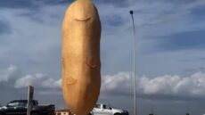 Πατάτα Κύπρου – αξιοθέατο 4 μέτρων γίνεται viral!