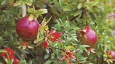 Ένας παραγωγός από τη Μαγνησία καλλιεργεί προϊόντα ροδιού με οικολογική συνείδηση