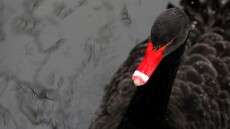 Βόρεια Κορέα: Με κουπόνια και... κρέας μαύρων κύκνων προσπαθεί να αντιμετωπίσει την κρίση