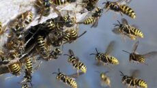 Κόρινθος: Επίθεση από σφήκες σε εργάτη