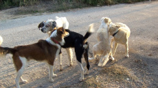 Ηράκλειο: Συνελήφθη 62χρονη που είχε 66 σκυλιά στο σπίτι της