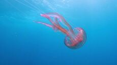 Οι μωβ μέδουσες «απειλούν» τα νησιά των Κυκλάδων - Τι πρέπει να προσέχουμε