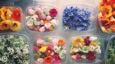 Η Κατερίνα και ο Κωνσταντίνος καλλιεργούν σε μια φάρμα στον Όλυμπο λουλούδια που τρώγονται!