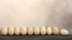 Τρώγονται τα αυγά της γαλοπούλας; Ιδού η απορία.