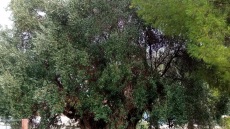 Στη Γη της Ελιάς, την Καλαμάτα, μάθαμε όλα τα μυστικά της