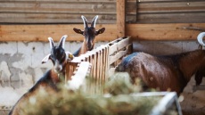 O Απόστολος Αδάλιαλης εκτρέφει κατσίκια στην Καβάλα και παράγει εξαιρετικά γαλακτοκομικά