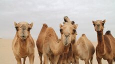 Διαβατήρια για καμήλες εκδίδει η Σαουδική Αραβία