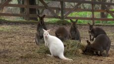 Αφίδνες: Καγκουρό-αλμπίνο γεννήθηκε κατά τη διάρκεια των πυρκαγιών και γλίτωσε!