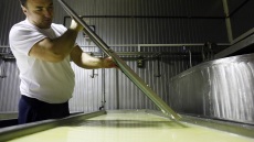 Κασέρι με μαύρο σκόρδο ή με κάνναβη; Ένα τυροκομείο στη Μαγνησία μάς βάζει τα γυαλιά…