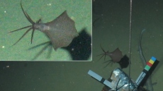 Καλαμάρι βρέθηκε να ζει 6.200 μέτρα κάτω από τη θαλάσσια επιφάνεια - Δείτε φωτογραφίες