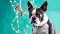 Εύκολες σπιτικές λιχουδιές για σκύλους