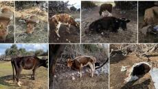 Κολαστήριο ζώων στην Κω Σκελετωμένες και νεκρές αγελάδες σε απάνθρωπες συνθήκες 