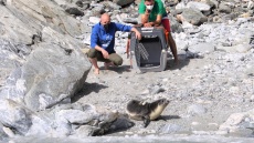 Απελευθερώθηκε στη Γυάρο η «Εύη», η νεαρή μεσογειακή φώκια 