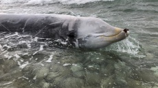  Στη «Νόσο των Δυτών» οφείλονται οι προσαράξεις των ζιφιών