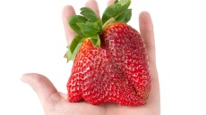 Πόσο ζυγίζει η φράουλα που έσπασε το ρεκόρ Γκίνες;