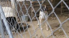 Σπάρτη: Η υπόθεση είναι ακόμη στην αρχή, λέει η Save a Greek Stray για το κολαστήριο - κυνοκομείο 