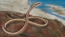 Έλληνας παλαιοντολόγος ταυτοποίησε νέο είδος φιδιού και το βάφτισε... Οδυσσέα