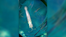 Πρόγονος του χταποδιού με 10 πλοκάμια που ζούσε πριν 328 εκατομμύρια χρόνια βαφτίστηκε... Μπάιντεν