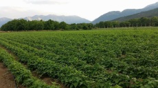 Από τραπεζικός, καλλιεργητής οσπρίων στην Γκούρα Φενεού