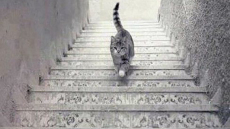 Η οπτική ψευδαίσθηση με τη γάτα που έχει γίνει viral τεστ στα social media