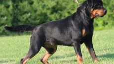 Φυλάκιση 12 μηνών στον ιδιοκτήτη των ροτβάιλερ που επιτέθηκαν σε δύο γυναίκες στη Θεσσαλονίκη